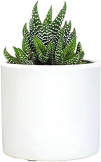 Plants for Pets Haworthia Zebra Plant Succulent in 2.5 Inch White Succulent Pot, Pet Friendly Houseplant, Live Plant Gift, Dog & Cat Safe Plants, Low Light Mini Succulents for Home Decor