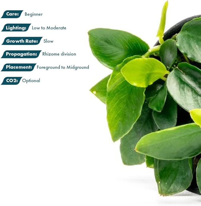 SubstrateSource Anubias Live Aquarium Plants - Potted Freshwater Plant for Fish Tanks, Terrariums - Beginner Friendly Low Light (Nana Long Wavy, 3 Pots)