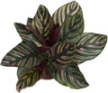 Calathea Ornata Live Plant in 2" Pot - Live Plants Pet Safe Air Purifying Indoor Houseplants Flowers for Home Office Wedding Decor & Birthday Gift (Heat Pack Included)