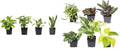 Easy to Grow Houseplants (6 Pack) + Classic Houseplant Collection (4PK) - Home and Office Plant Assortment with Low Maintenance Indoor Plants