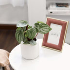 Peperomia Watermelon (4 inch) - Pet-Friendly Houseplants - Attractive Indoor Plants, Easy to Grow, Pet Safe Plants for Cats & Dogs, Ideal for Home Decor, Office & Gift
