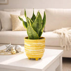 Snake Plant Sansevieria Laurentii (4 inch) - Lucky Houseplants - 4/6 inch Unique Live Decorative Houseplants - Easy to Care Indoor Plants, Perfect for Office, Home & Feng Shui Decor
