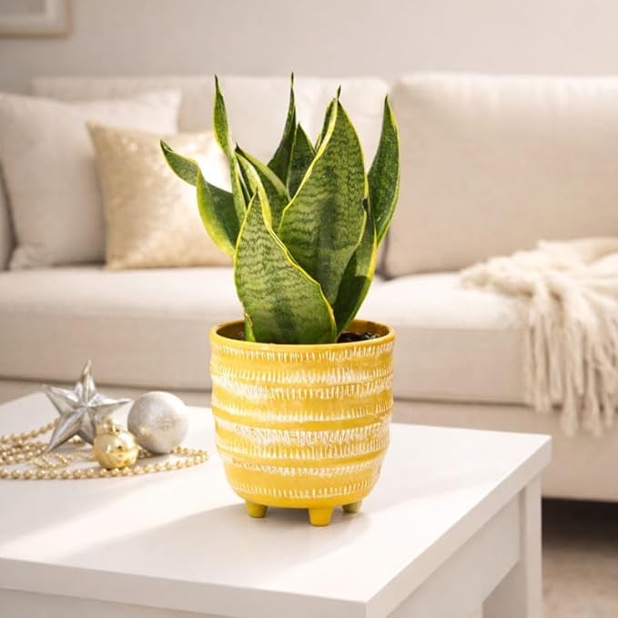Snake Plant Sansevieria Laurentii (4 inch) - Lucky Houseplants - 4/6 inch Unique Live Decorative Houseplants - Easy to Care Indoor Plants, Perfect for Office, Home & Feng Shui Decor