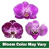 Large Purple Live Orchids Blooming in 5" Blue & White Orchid Pot, Pet Friendly Live Plant Gifts for Plant Lovers, Approx. 22"+ Tall, Real Houseplants, Phalaenopsis Moth Flowers by Plants for Pets