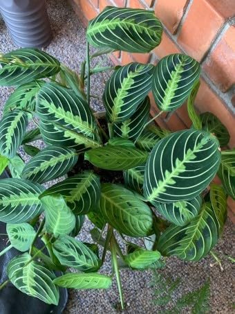 Live Plant, Lemon Lime Maranta Prayer Plant, Pet Friendly, Air Purifying Plant, Easy Care, Easy to Grow Live Indoor Plant, Houseplant, Rare Indoor Plant, Home Décor 6 inch Pot by Hopewind Plants Shop