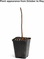 Sweet Mock Orange Shrub - 6-12" Tall Live Plant - Mockorange Bush - Fragrant White Blooming Ornamental Plant - Philadelphus coronarius