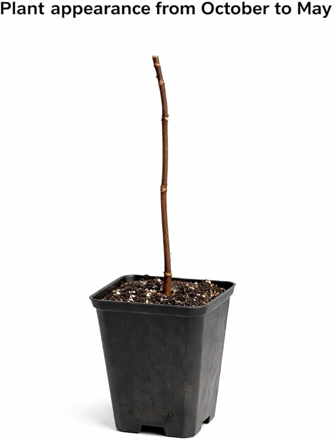 Sweet Mock Orange Shrub - 6-12" Tall Live Plant - Mockorange Bush - Fragrant White Blooming Ornamental Plant - Philadelphus coronarius