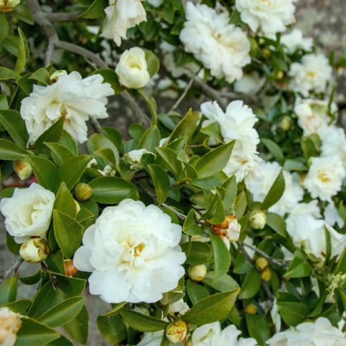 Camellia Plants Live, Rare Camellias Tree Live Plant, Vibrant Flower Shrub, Well-Rooted in Pot, Indoor Outdoor Flowering Zones 7-10 (White)