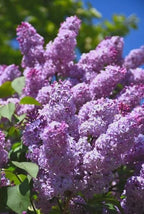 Old Fashioned Lilac Bushes Live Plants (2 Pack) – 18–24” Tall - Syringa vulgaris – Fragrant Lavender Purple Flowers – Hardy Flowering Shrubs