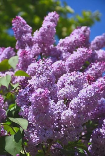 Old Fashioned Lilac Bushes Live Plants (2 Pack) – 18–24” Tall - Syringa vulgaris – Fragrant Lavender Purple Flowers – Hardy Flowering Shrubs