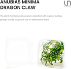 Ultum Nature Systems Live Tissue Culture - Anubias Minima Dragon Claw (Anubias Minima) - Easy - Low to Medium Light - Green Accent - Midground - 100% Snail Free Grown in-Vitro