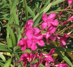 Hardy Red Oleander – 3 gal - Red Flowers on a Large Evergreen Shrub with a Tropical Appeal – Zones 8-10 - Nerium Oleander - 3 Gallon Pot