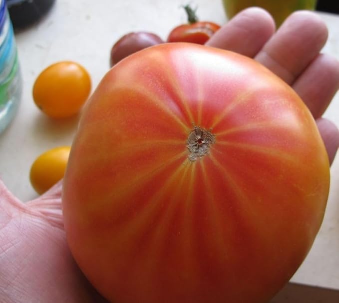 Mr Stripey Beefsteak Tomato Plants, Two Live Plants, Non-GMO, 4" to 6" Tall