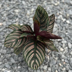 Calathea Ornata Live Plant in 2" Pot - Live Plants Pet Safe Air Purifying Indoor Houseplants Flowers for Home Office Wedding Decor & Birthday Gift (Heat Pack Included)