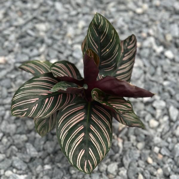 Calathea Ornata Live Plant in 2" Pot - Live Plants Pet Safe Air Purifying Indoor Houseplants Flowers for Home Office Wedding Decor & Birthday Gift (Heat Pack Included)
