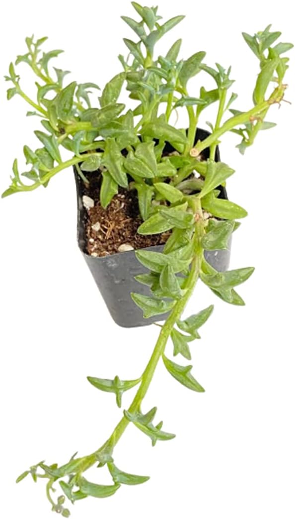 Live Trailing Plants String Plants (2" Pot String of Dolphins)