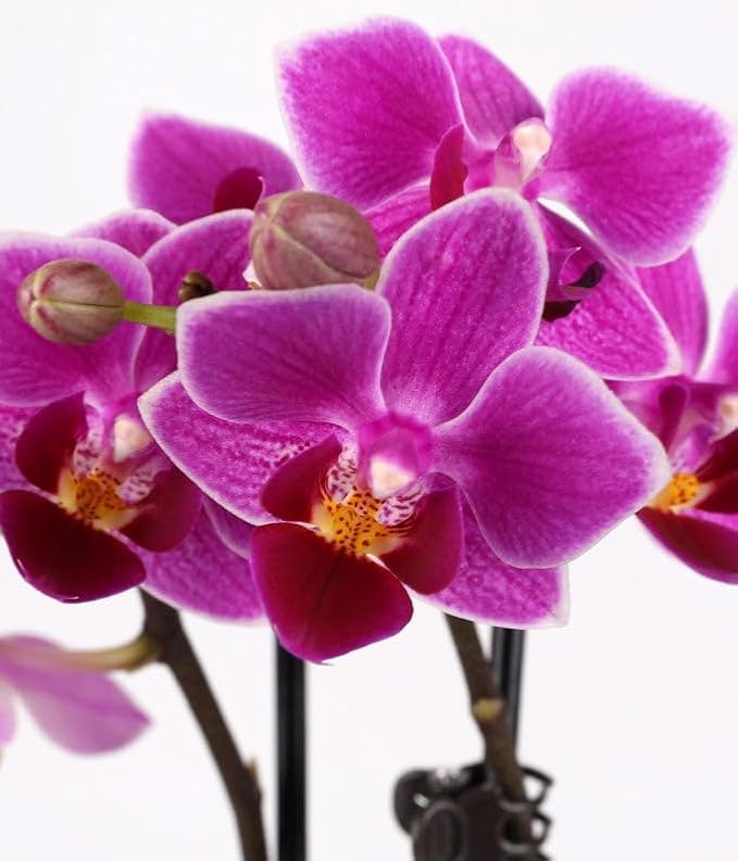 From You Flowers - Touch of Royalty Mini Orchid for Birthday, Anniversary, Get Well or Celebration