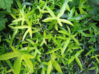 RedCrocus Algerian Ivy Hedera Algeriensis Tripod Climbing Vine for Indoor & Outdoor Decor, Wall Cover, Fence, Garden, Container, Pet Safe 8" Pot