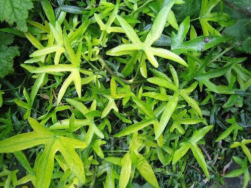 RedCrocus Algerian Ivy Hedera Algeriensis Tripod Climbing Vine for Indoor & Outdoor Decor, Wall Cover, Fence, Garden, Container, Pet Safe 8" Pot