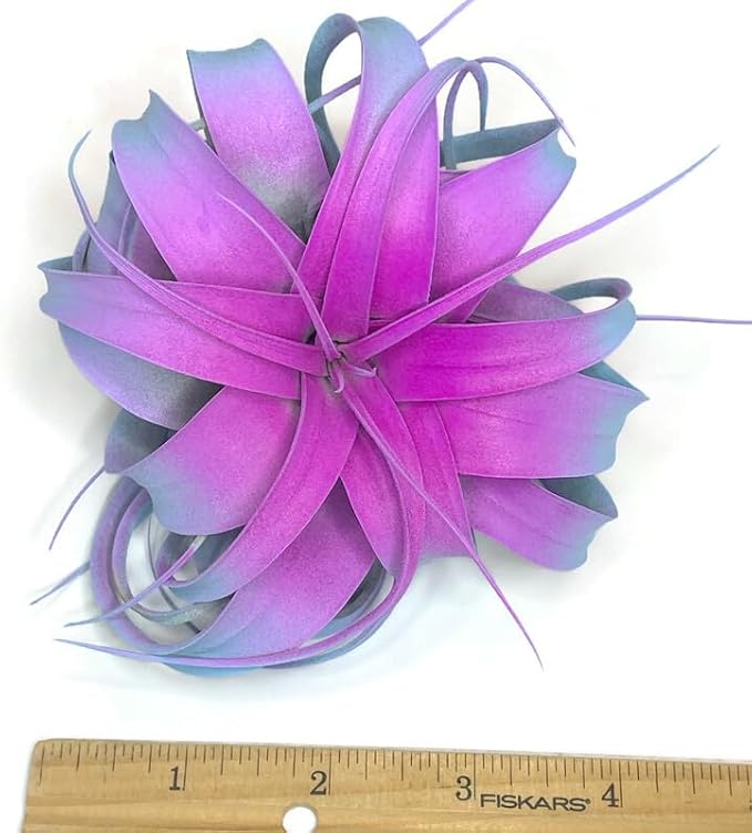 XL Xerographica Colored Air Plant, Live Tillandsia House Plant, Easy Care Indoor Outdoor, Great Gift, Healthy Arrival Guaranteed (Rainbow #2)