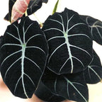 2 Black Velvet Alocasia Plants Live Houseplant for Indoor Outdoor Growing, 4 to 8 Inches Tall, Rare and Hardy