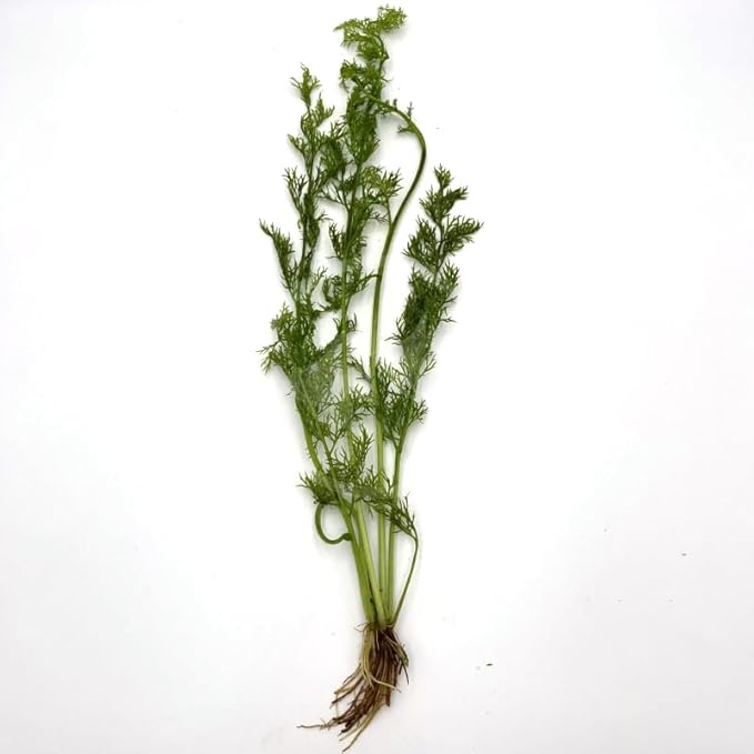 Live Aquarium Plants Bundle - Assorted Freshwater Plants - Low | Medium | High Light