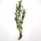 Live Aquarium Plants Bundle - Assorted Freshwater Plants - Low | Medium | High Light