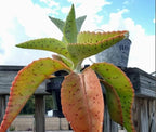 Donkey Ears Kalanchoe gastonis bonnieri Live Plant Rare Succulent Cacti 4" Plant