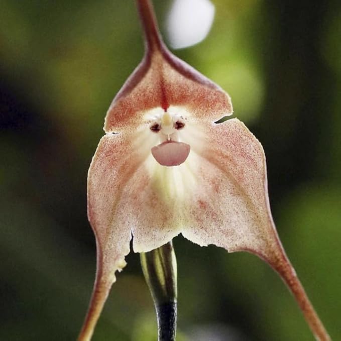 Monkey Flowers Seeds for Planting, 195+pcs Monkey Face Orchid Perennial Flower Seeds Non-GMO Heirloom Rare Plants, Beauty Home Garden for Outdoors