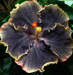 30PCS Rare Black Rainbow Hibiscus Seeds - Stunning Black Blooms for Colorful Gardens