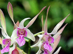 4 Live Orchid Plants + HP to Choose (Dendrobiums + Heat Pack)