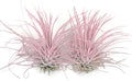 Thin Air Plant, Guatemala Tillandsia Live Airplant, Healthy Arrival Guaranteed, Great Indoor Plant, Home Decor & Gift (2 Light Pink)