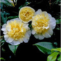 Camellia Plants Live, Rare Camellias Tree Live Plant, Vibrant Flower Shrub, Well-Rooted in Pot, Indoor Outdoor Flowering Zones 7-10 (Yellow White)