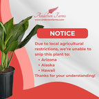 Aglaonema Silver Bay – 10 Inches Grower Pot – Live Indoor/Outdoor Air Purifying Plant – Easy Care Silver Green Foliage for Home and Office Decoration