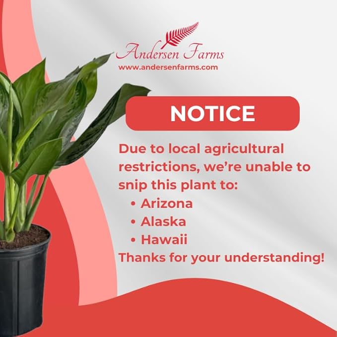 Aglaonema Silver Bay – 10 Inches Grower Pot – Live Indoor/Outdoor Air Purifying Plant – Easy Care Silver Green Foliage for Home and Office Decoration