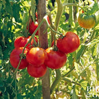 Big Boy Tomato Live Vegetable Plants, 4-Pack