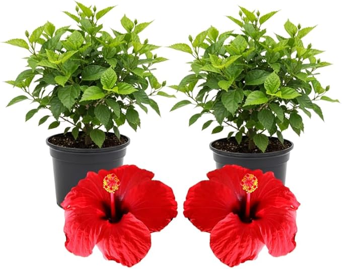 3 Hardy Hibiscus Plants Live, Well Rooted Hibiscus Flower 4-7'' Tall, Flowering Shrub for Garden or Containers Planting (Red)