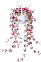 Ceropegia Woodii Variegated String of Hearts Live Plant, Rare Trailing Succulent Vine in 2.5" Pot, Indoor Hanging Plant