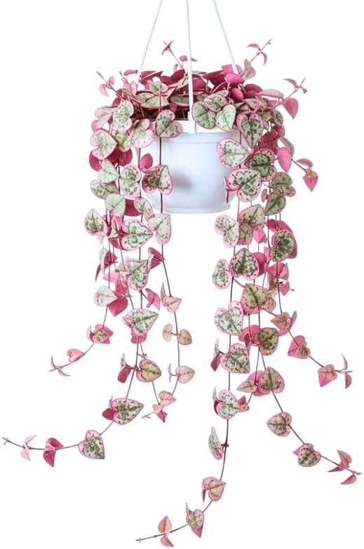 Ceropegia Woodii Variegated String of Hearts Live Plant, Rare Trailing Succulent Vine in 2.5" Pot, Indoor Hanging Plant