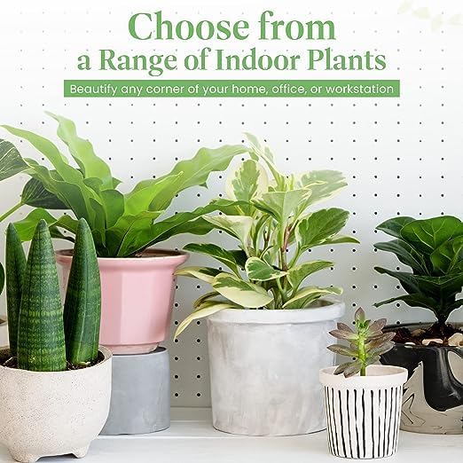 American Plant Exchange Arabica Coffee 3 Pack Fuit Producing Live Plants, Three 4" Pots, Fragrant White Flowers