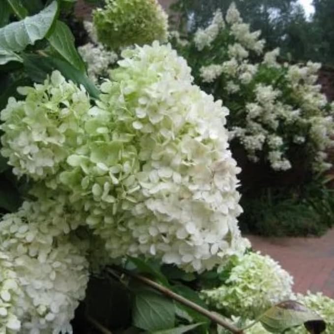 2 Limelight Hydrangea Tree Live Plants | 1-2ft Bare Root Seedlings | Low Maintenance Flowering Shrub | Well-Rooted Tree for Landscapes | Dormant Plant