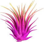 Colorful Tillandsia Air Plants, Live Air Plant, Air Purification Plants, Home Decor & Gift, Healthy Arrival Guarantee, Garden Airplant, Easy Care Plant, Rainbow #3 (6 Pack)
