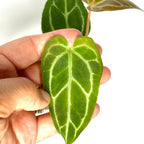 Anthurium Live Plant in 2" Pot - Anthurium Crystalline - Easy to Care, Low Light, Air Purifying Indoor Houseplants Flowers for Home Office Wedding Decor & Giftable (Heat Pack Included)