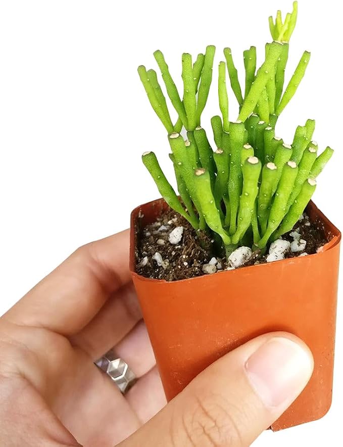 Live Cactus Plants, Fully Rooted 2-inch Cactus Succulent Plants, Rare Varieties for Gift or Home Decoration (Dancing Bones Hatiora Salicornioides Cactus)