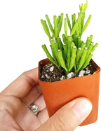 Live Cactus Plants, Fully Rooted 2-inch Cactus Succulent Plants, Rare Varieties for Gift or Home Decoration (Dancing Bones Hatiora Salicornioides Cactus)