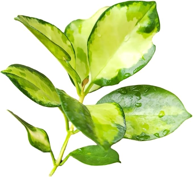 Hoya Australis 'Lisa' - Live Variegated Wax Plant | Easy Care, Fast Growing Houseplant | Perfect for Indoor Decor | CA Seller (3-4 Plants/Stems, 4.5" Pot)