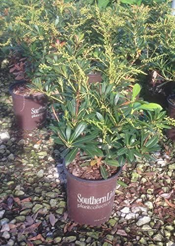 Mountain Snow Pieris (2 Gallon) Blooming Evergreen Shrub with White Flowers - Part Shade to Shade Live Outdoor Plant