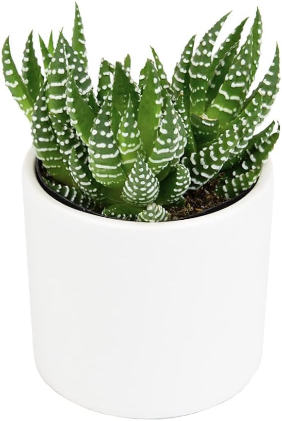 Haworthia Succulent Plant Live in White Planter, Live Succulents Plants Live Plants, Live Indoor Plants Live Houseplants, Low Light House Plants, Succulent Plants Cactus Plants Live by Plants for Pets