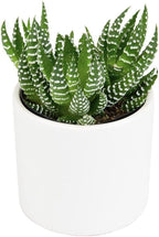 Haworthia Succulent Plant Live in White Planter, Live Succulents Plants Live Plants, Live Indoor Plants Live Houseplants, Low Light House Plants, Succulent Plants Cactus Plants Live by Plants for Pets