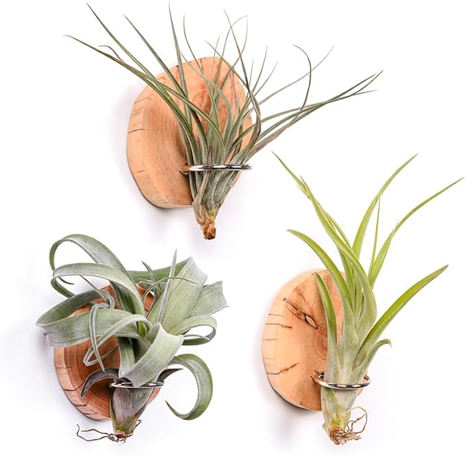 MITIME Magnetic air Plant Holder Refrigerator Sticker, Natural Wood Irregular Shape air Plant Wall Mount Holder. Refrigerator, Wall Decoration.Living Rooms, and Kitchens (Cypress Wood, 3)